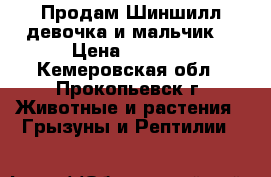 Продам Шиншилл(девочка и мальчик) › Цена ­ 2 500 - Кемеровская обл., Прокопьевск г. Животные и растения » Грызуны и Рептилии   
